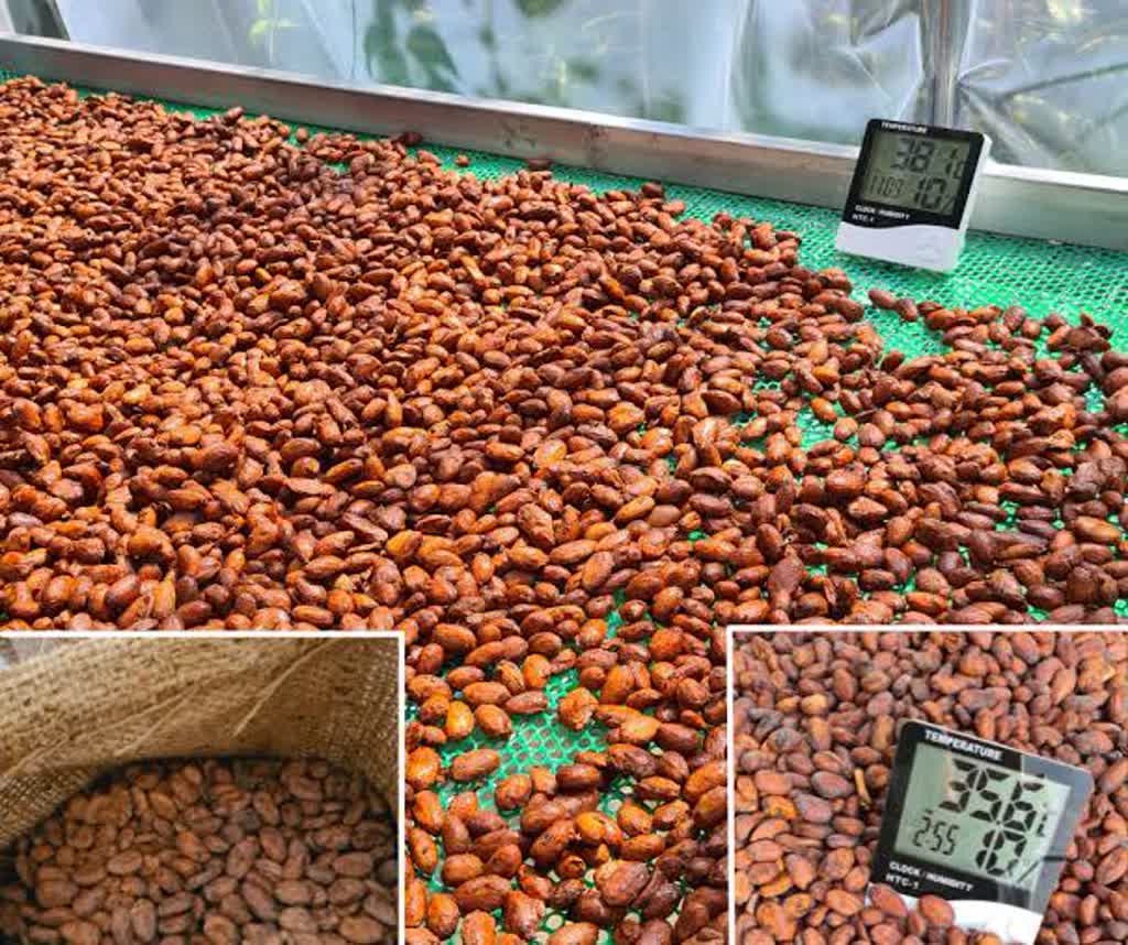 Cocoa — Grade I/II, ≤ 7.5% moisture, bean count 100/100g, 62.5kg bags