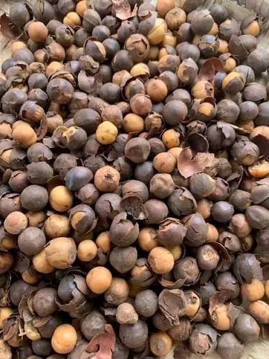 Country Onion — Whole dried bulbs, moisture ≤ 12%, clean & sorted, 25kg sacks