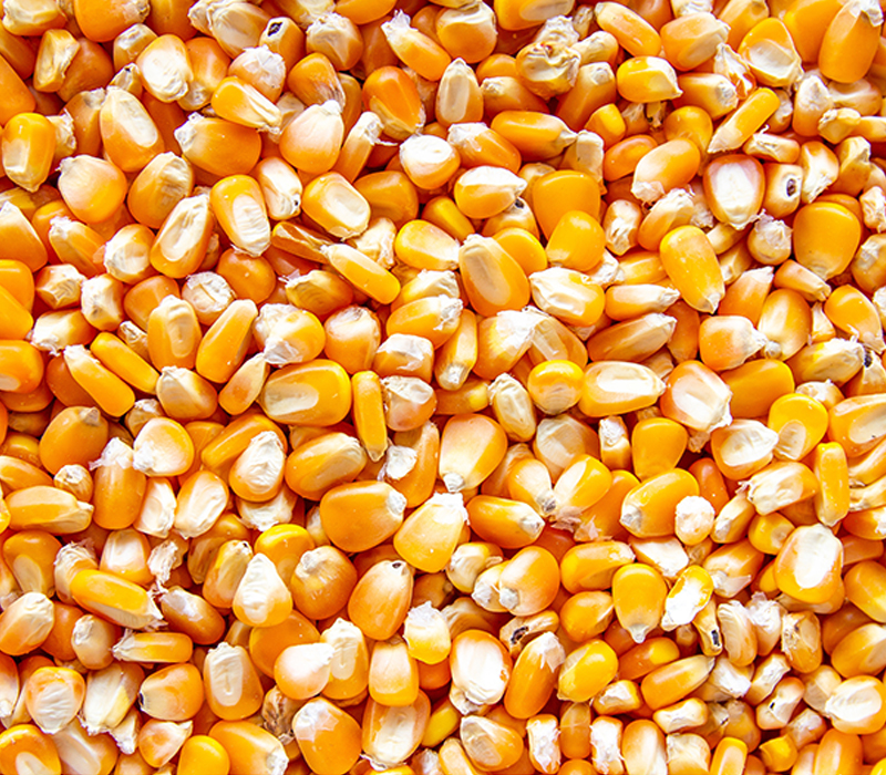 Grains — Moisture ≤ 14%, impurities ≤ 2%, bulk or 50kg PP bags